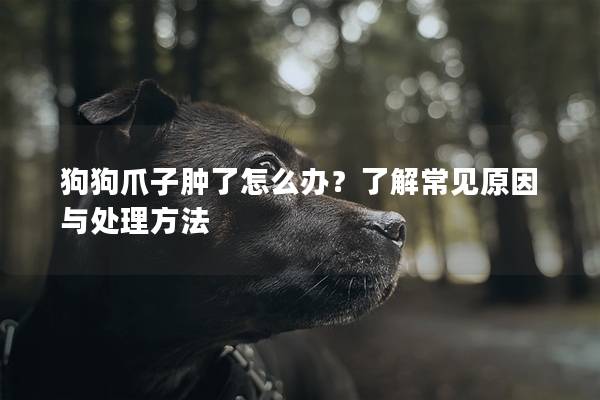 狗狗爪子腫了怎么辦？了解常見原因與處理方法