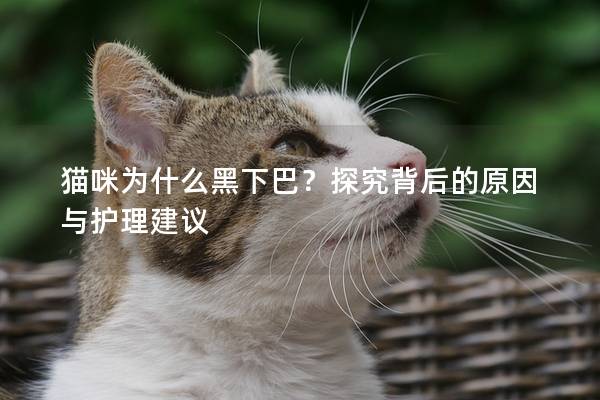 貓咪為什么黑下巴？探究背后的原因與護理建議