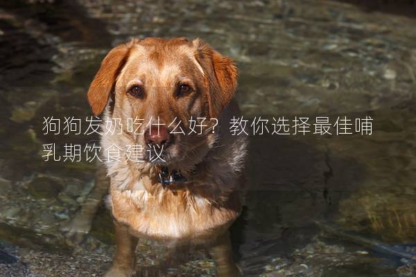 狗狗發奶吃什么好？教你選擇最佳哺乳期飲食建議