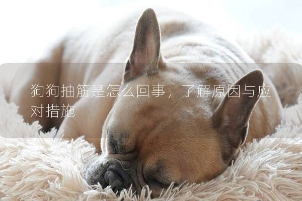 狗狗抽筋是怎么回事，了解原因與應對措施