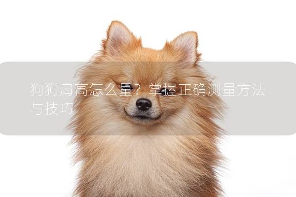 狗狗肩高怎么量？掌握正確測量方法與技巧