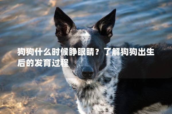 狗狗什么時候睜眼睛？了解狗狗出生后的發育過程