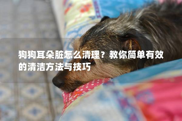 狗狗耳朵臟怎么清理？教你簡單有效的清潔方法與技巧