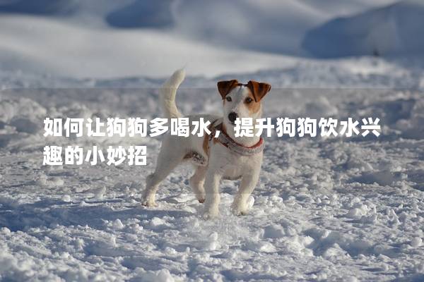 如何讓狗狗多喝水，提升狗狗飲水興趣的小妙招