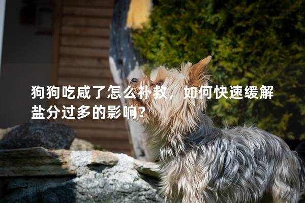 狗狗吃咸了怎么補救，如何快速緩解鹽分過多的影響？