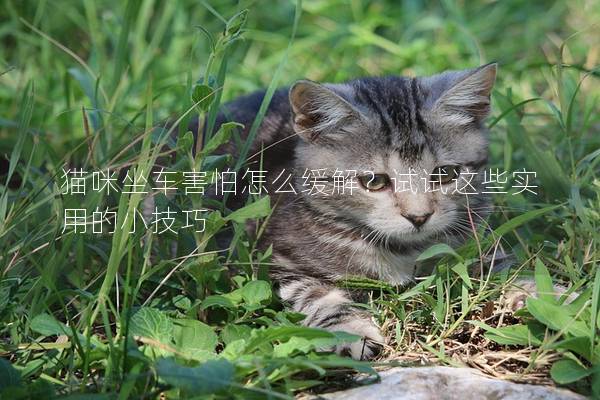 貓咪坐車害怕怎么緩解？試試這些實(shí)用的小技巧
