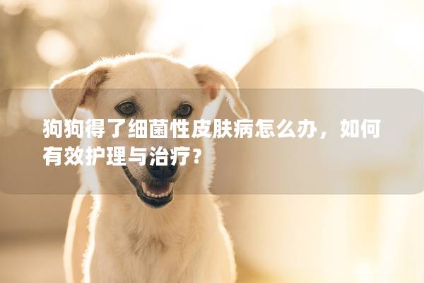 狗狗得了細菌性皮膚病怎么辦,如何有效護理與治療? 狗狗得了細菌性皮膚病怎么辦,如何有效護理與治療?