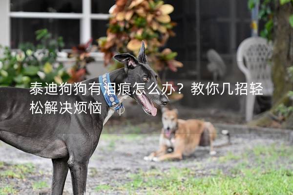 泰迪狗狗有淚痕怎么辦?教你幾招輕松解決煩惱