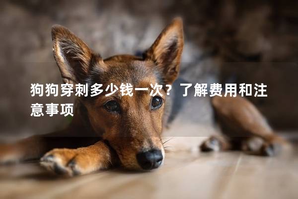 狗狗穿刺多少錢一次？了解費用和注意事項