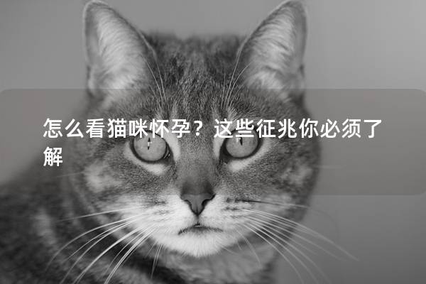 怎么看貓咪懷孕？這些征兆你必須了解