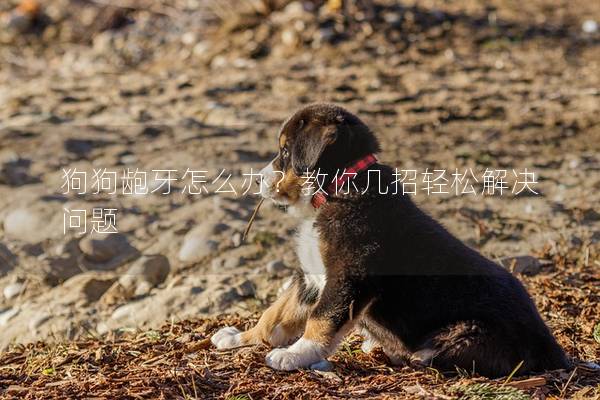 狗狗齙牙怎么辦？教你幾招輕松解決問題