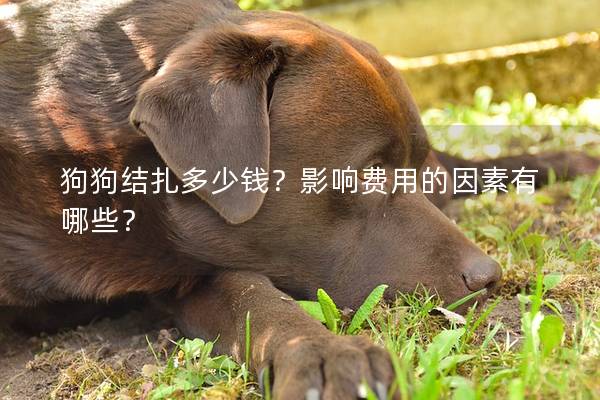 狗狗結扎多少錢?影響費用的因素有哪些? 狗狗結扎多少錢?影響費用的因素有哪些?