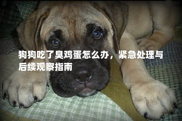 狗狗吃了臭雞蛋怎么辦，緊急處理與后續觀察指南