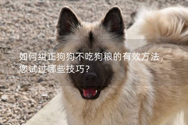 如何糾正狗狗不吃狗糧的有效方法，您試過哪些技巧？
