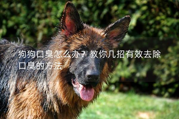 狗狗口臭怎么辦？教你幾招有效去除口臭的方法