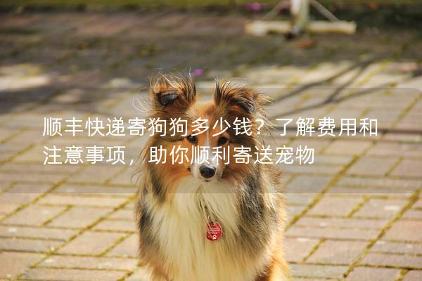 順豐快遞寄狗狗多少錢？了解費用和注意事項，助你順利寄送寵物