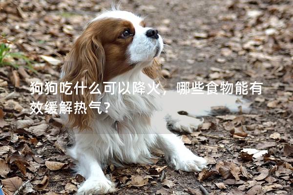 狗狗吃什么可以降火，哪些食物能有效緩解熱氣？