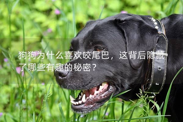 狗狗為什么喜歡咬尾巴，這背后隱藏了哪些有趣的秘密？
