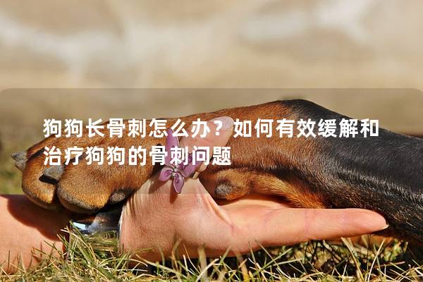 狗狗長骨刺怎么辦?如何有效緩解和治療狗狗的骨刺問題 狗狗長骨刺怎么辦?如何有效緩解和治療狗狗的骨刺問題