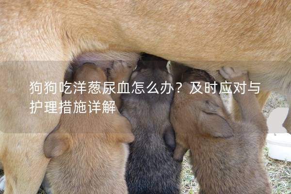 狗狗吃洋蔥尿血怎么辦？及時(shí)應(yīng)對(duì)與護(hù)理措施詳解