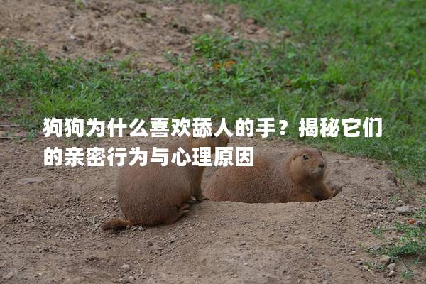 狗狗為什么喜歡舔人的手？揭秘它們的親密行為與心理原因