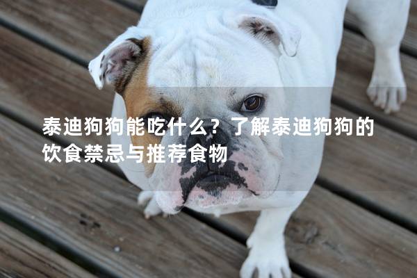 泰迪狗狗能吃什么？了解泰迪狗狗的飲食禁忌與推薦食物