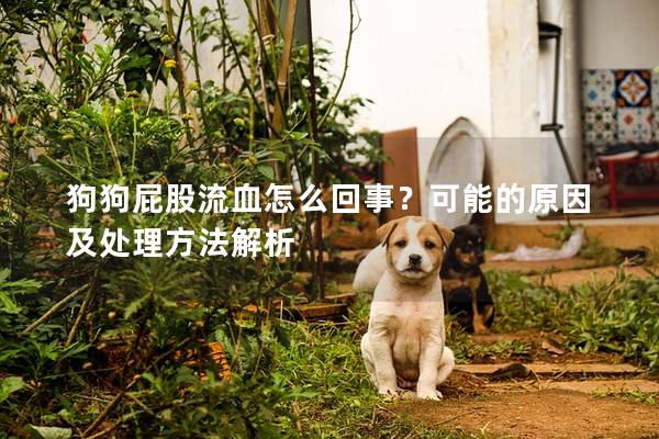狗狗屁股流血怎么回事？可能的原因及處理方法解析