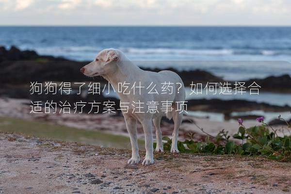 狗狗得了細小吃什么藥？如何選擇合適的治療方案與注意事項