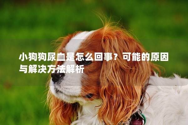小狗狗尿血是怎么回事？可能的原因與解決方法解析