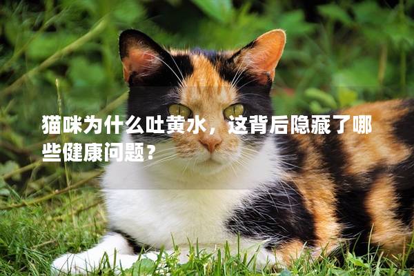 貓咪為什么吐黃水，這背后隱藏了哪些健康問題？