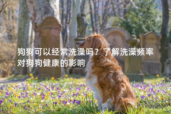 狗狗可以經常洗澡嗎？了解洗澡頻率對狗狗健康的影響