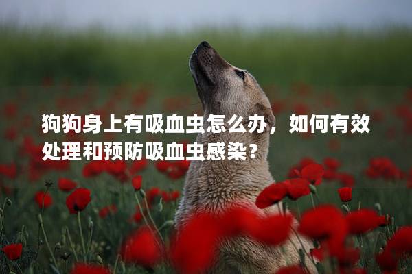 狗狗身上有吸血蟲怎么辦，如何有效處理和預(yù)防吸血蟲感染？
