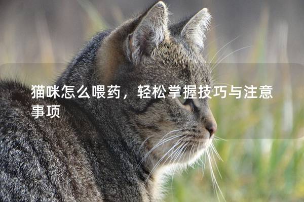 貓咪怎么喂藥，輕松掌握技巧與注意事項