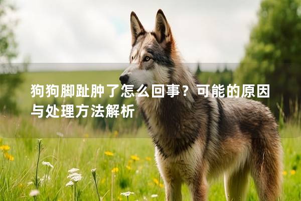 狗狗腳趾腫了怎么回事？可能的原因與處理方法解析