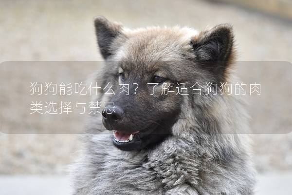 狗狗能吃什么肉？了解適合狗狗的肉類選擇與禁忌