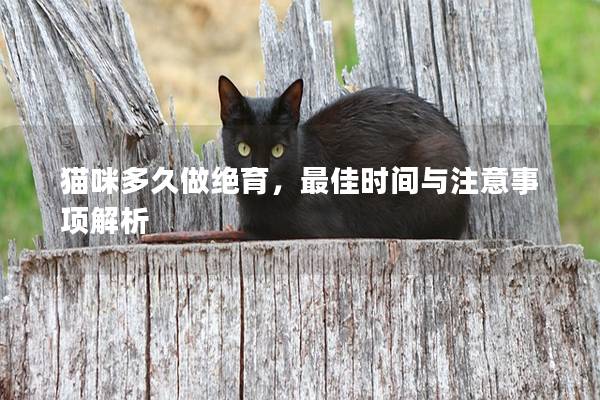 貓咪多久做絕育，最佳時間與注意事項解析