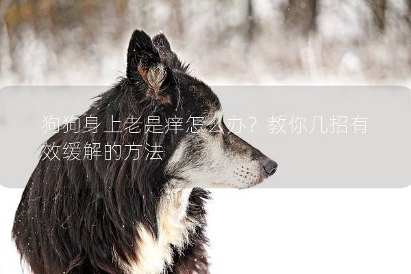 狗狗身上老是癢怎么辦？教你幾招有效緩解的方法