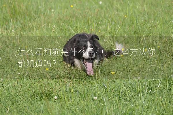 怎么看狗狗是什么品種，這些方法你都知道嗎？