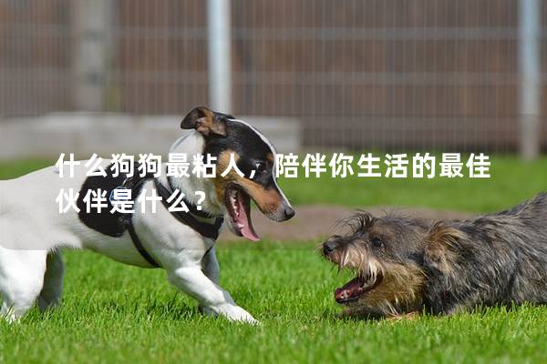 什么狗狗最粘人,陪伴你生活的最佳伙伴是什么? 什么狗狗最粘人,陪伴你生活的最佳伙伴是什么?