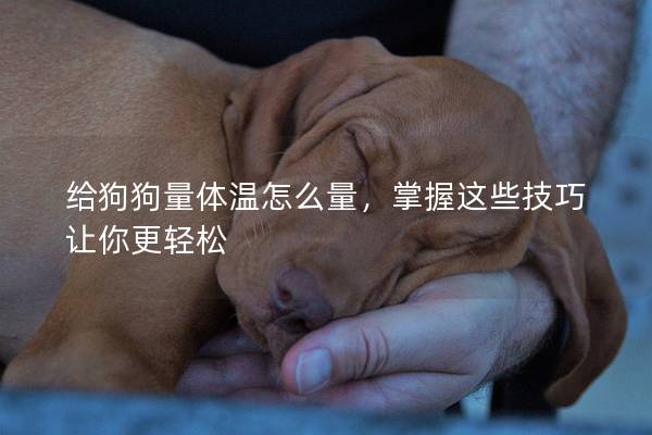 給狗狗量體溫怎么量,掌握這些技巧讓你更輕松 給狗狗量體溫怎么量,掌握這些技巧讓你更輕松