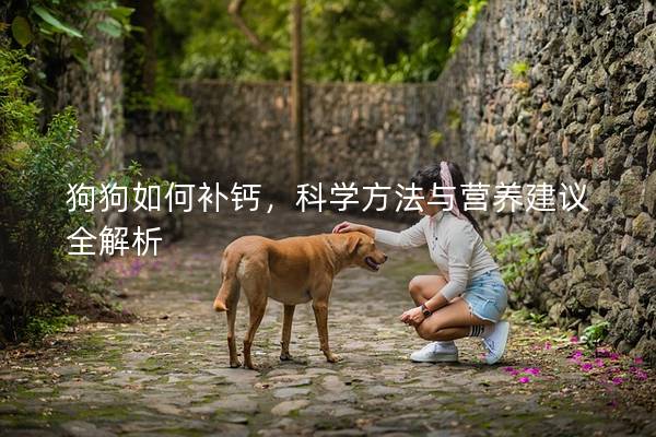 狗狗如何補鈣,科學方法與營養建議全解析 狗狗如何補鈣,科學方法與營養建議全解析