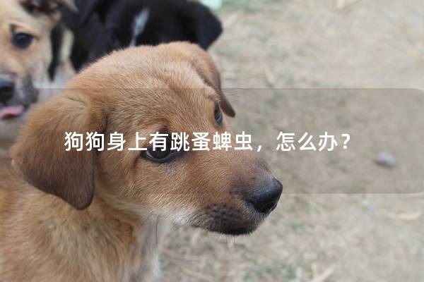狗狗身上有跳蚤蜱蟲，怎么辦？