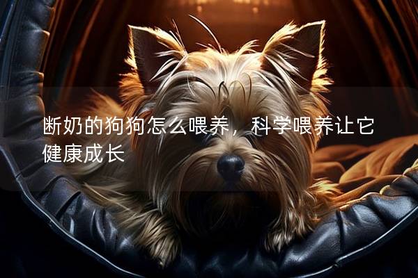 斷奶的狗狗怎么喂養(yǎng)，科學(xué)喂養(yǎng)讓它健康成長(zhǎng)