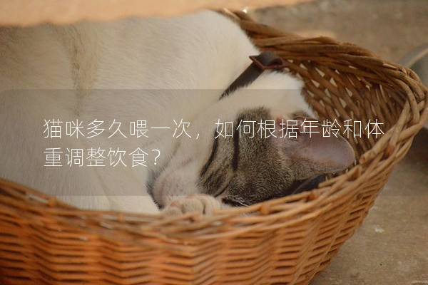 貓咪多久喂一次，如何根據(jù)年齡和體重調(diào)整飲食？