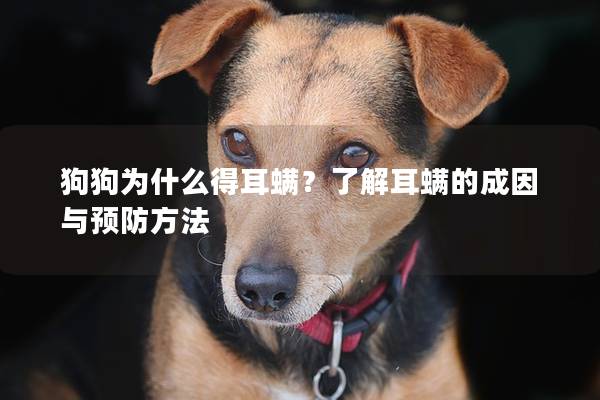 狗狗為什么得耳螨？了解耳螨的成因與預防方法