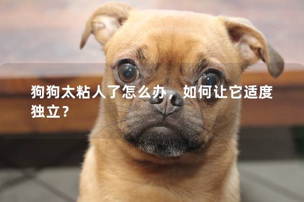 狗狗太粘人了怎么辦，如何讓它適度獨立？