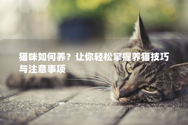 貓咪如何養？讓你輕松掌握養貓技巧與注意事項
