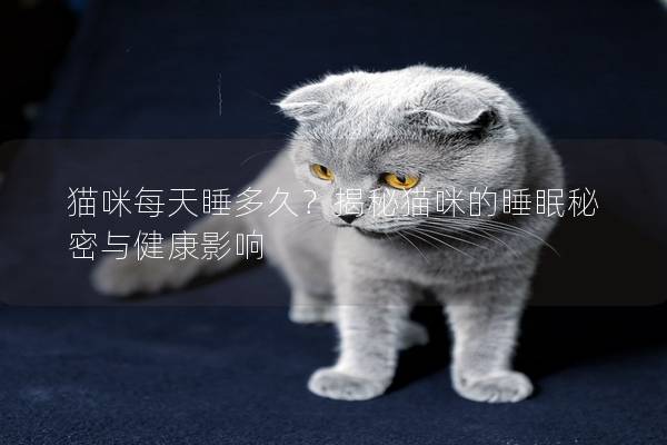 貓咪每天睡多久？揭秘貓咪的睡眠秘密與健康影響