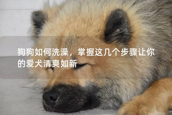 狗狗如何洗澡，掌握這幾個步驟讓你的愛犬清爽如新