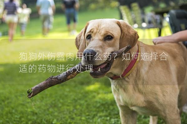 狗狗外傷露肉用什么藥？如何選擇合適的藥物進行處理